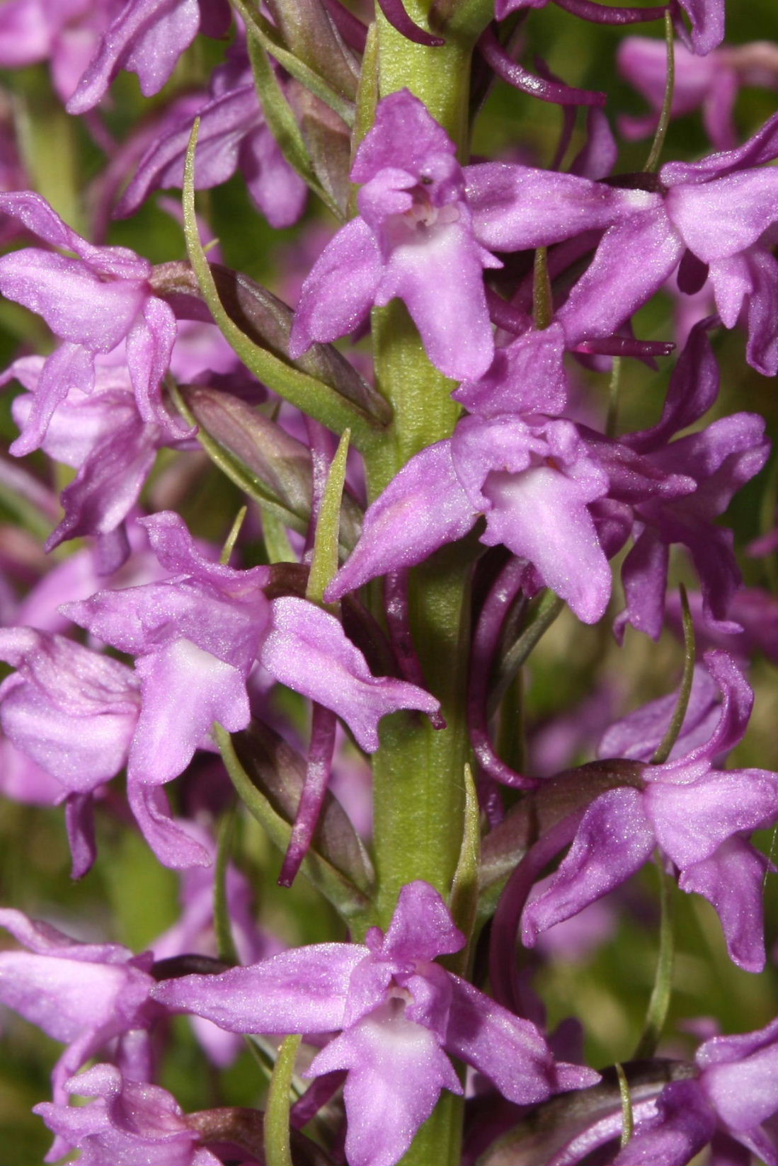 Ibrido di Gymnadenia conopsea da determinare